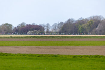 Toekomstcup Philippine "Mini omloop van de braakman" - 0P5A2671